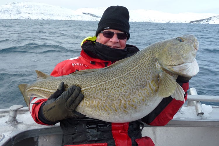 An excellent looking clean Cod Hosted Norway Sea Fishing