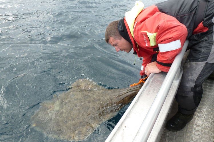 Releasing a huge Halibut Hosted Norway Sea Fishing