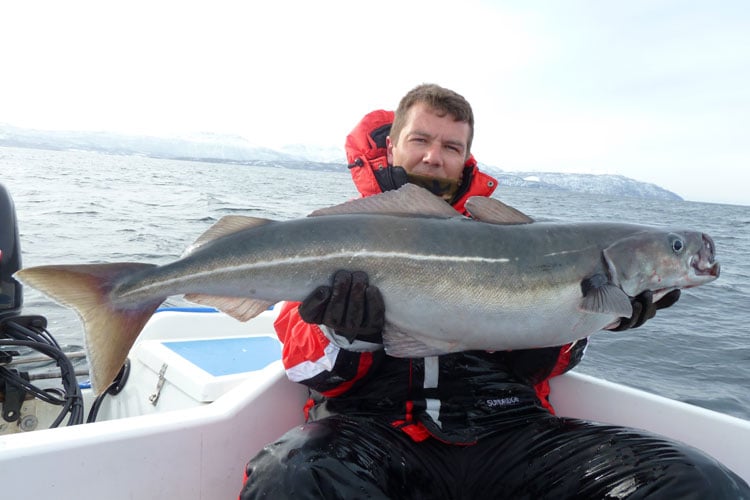 Huge Coalfish from Hosted Norway Sea Fishing