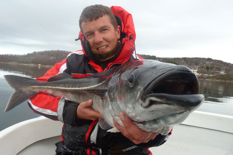 Big Coalfish Hosted Norway Sea Fishing