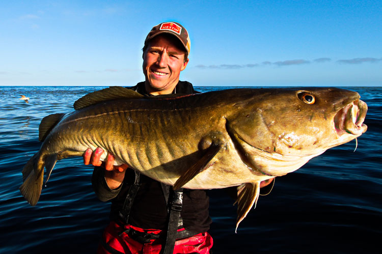 Hosted Norway Sea Fishing of giant Cod
