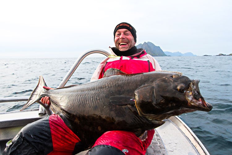 A very happy man catches huge Halibut Hosted Norway Sea Fishing