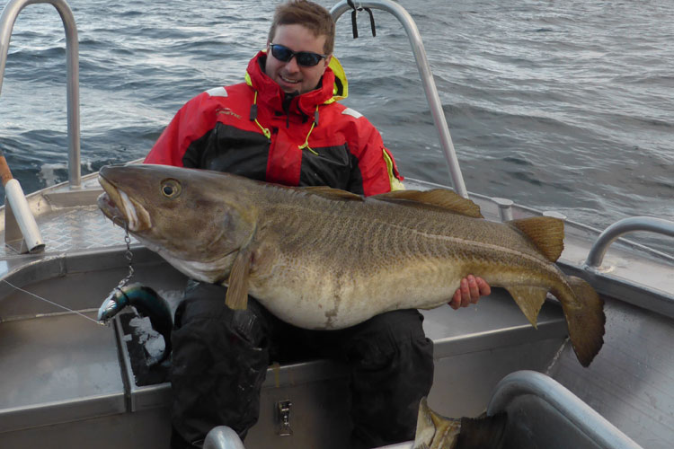  Angler holding up a huge Cod Hosted Norway Sea Fishing
