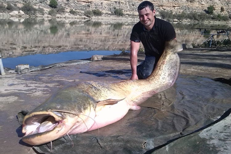 A huge Catfish Caught for our Cat & Carp fishing report