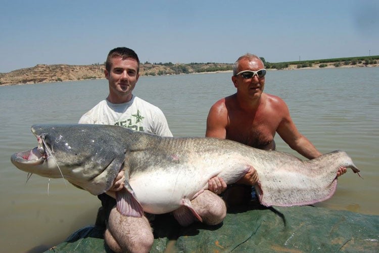 Father and son fishing in Spain Cat & Carp fishing report