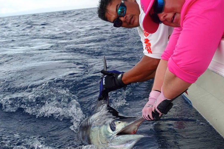 A small Marlin released Costa Rica January 2016 Fishing Report