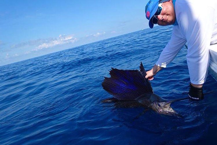 Costa Rica January 2016 Fishing Report of lots of huge Sailfish