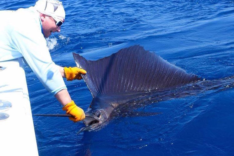 There are tons of Sailfish in Costa Rica January 2016 Fishing Report