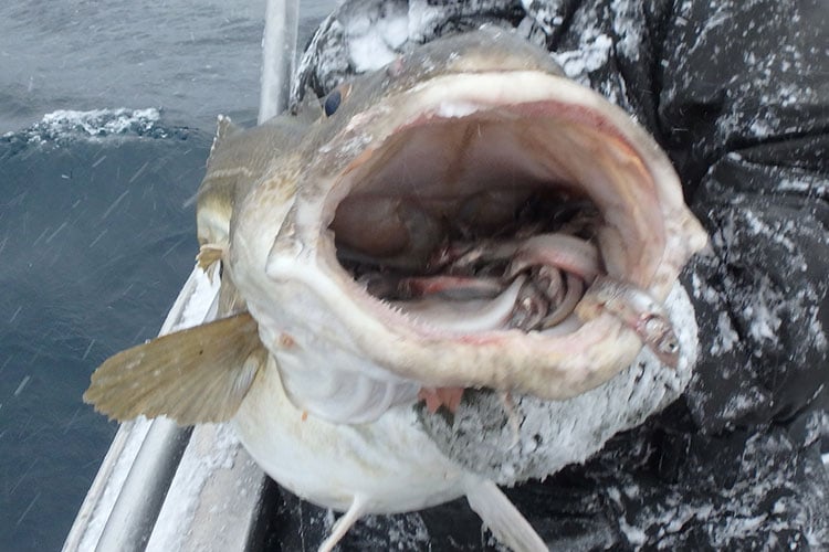 A cod ready to be eaten