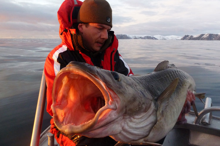 Hosted Cod Soroya Norway Fishing Report