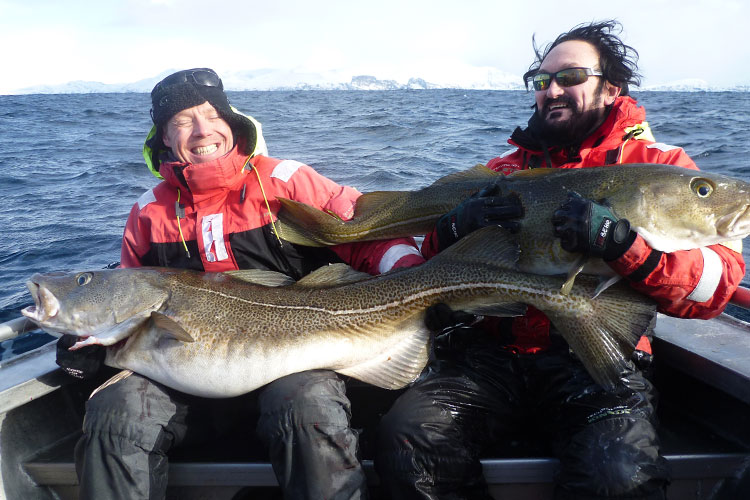 Hosted Cod Soroya Norway Fishing Report