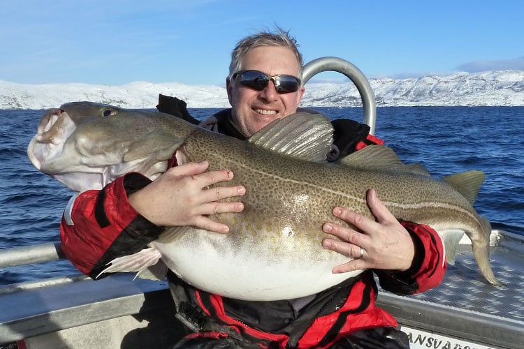 Hosted Cod Soroya Norway Fishing Report