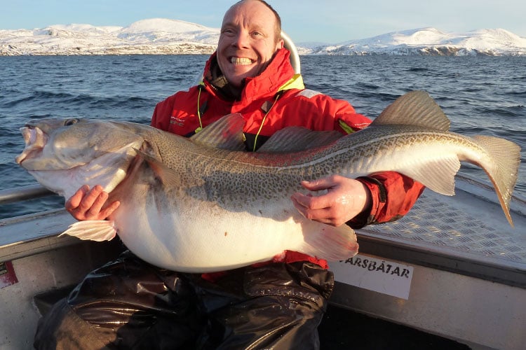 Hosted Cod Soroya Norway Fishing Report