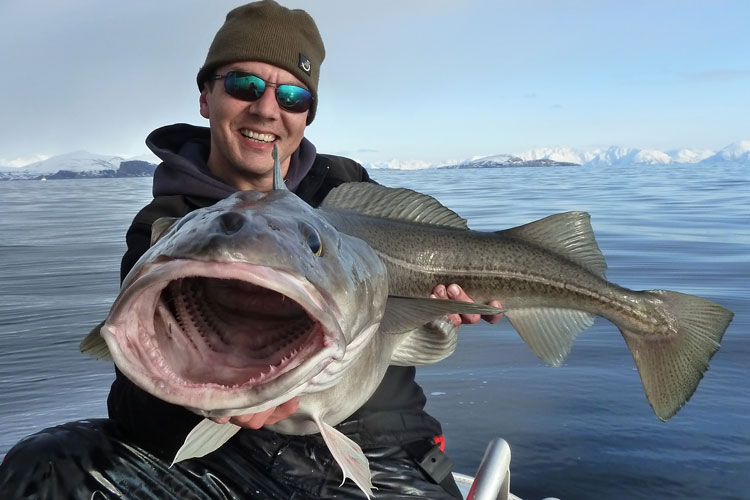 Hosted Cod Soroya Norway Fishing Report