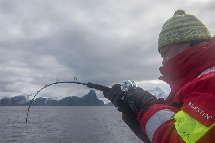 Giant Cod Fishing Lofoten Norway Report