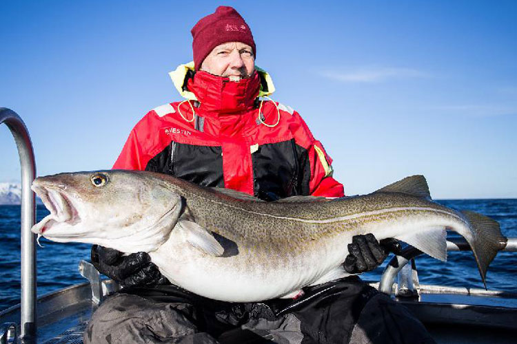 Giant Cod Fishing Lofoten Norway Report
