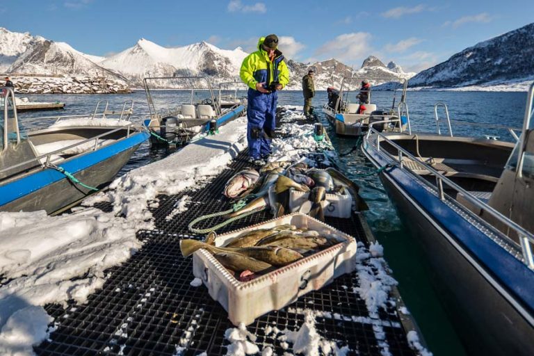 Cod & Halibut Fishing Norway