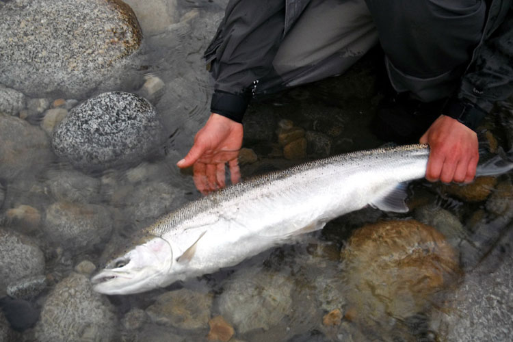 Fishing Report Kalum River Lodge BC May