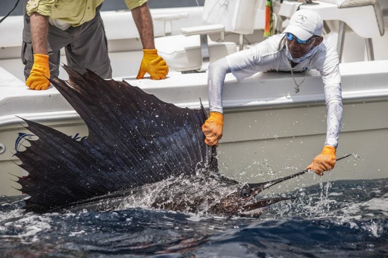 sailfish being landed