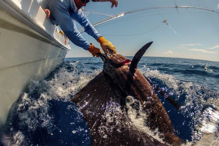 sailfish being landed