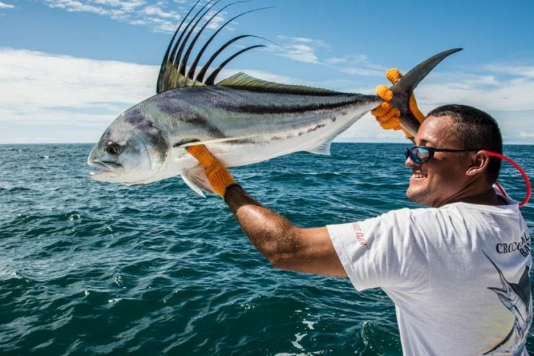 releasing a rooster fish