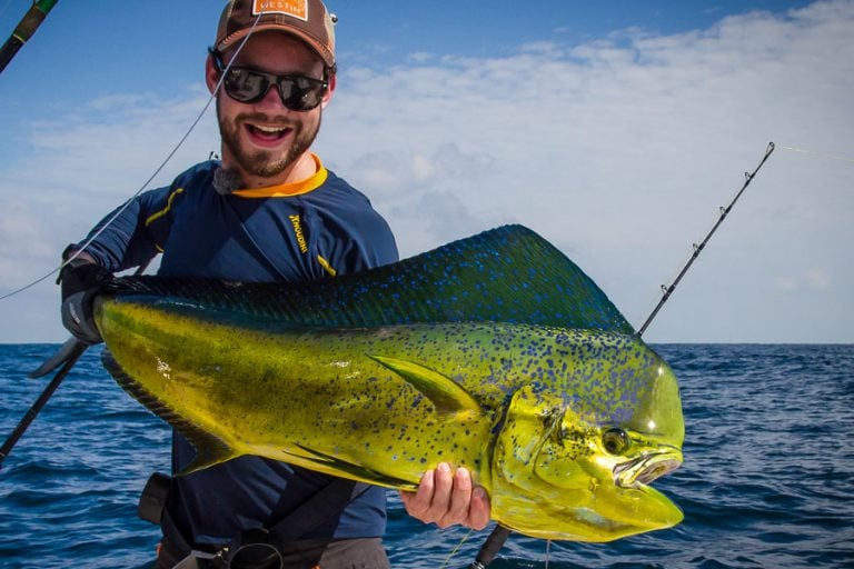 colourful dorado