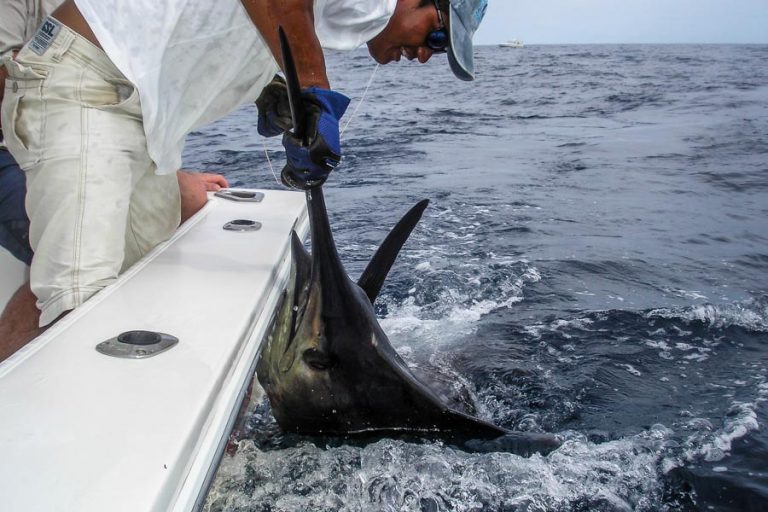 marlin beside the boat