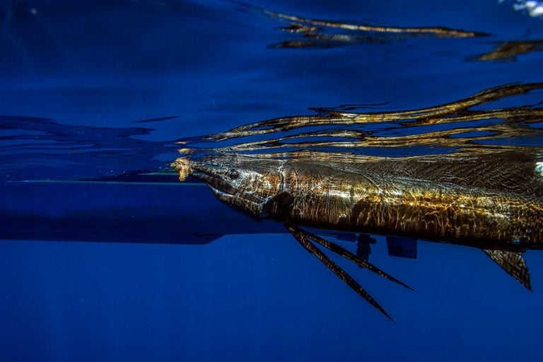 underwater footage of sailfish