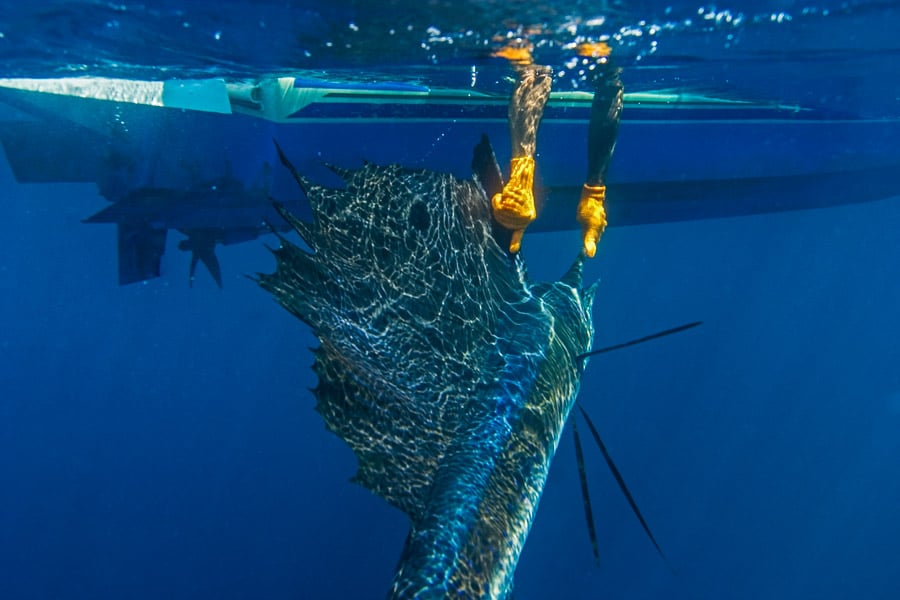 underwater sailfish