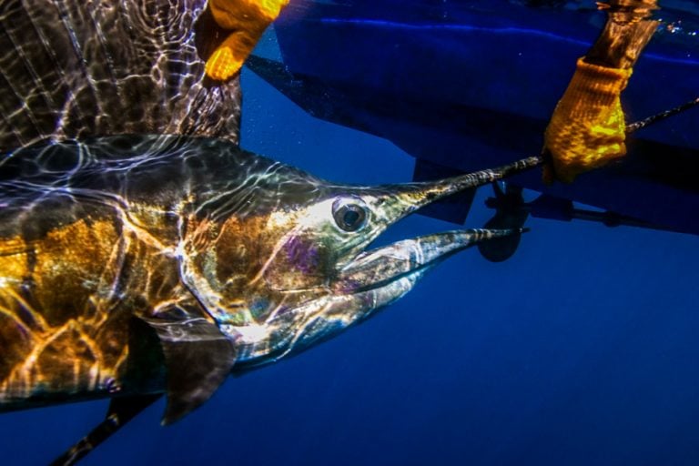 sailfish swimming away