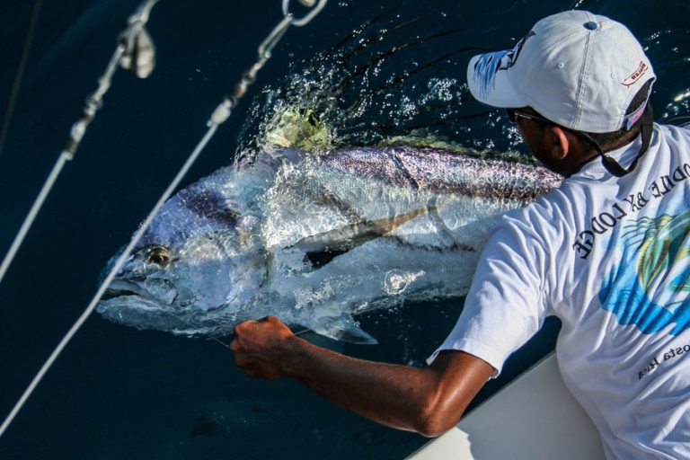 monster rooster fish