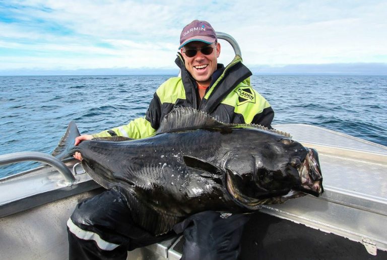 Halibut & Plaice Fishing Lofoten