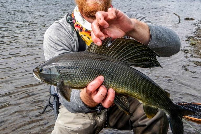 Holding up the fin of a nice grayling from the Goodnews River Alaska