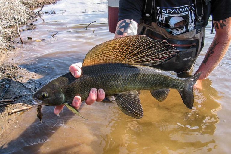 grayling now being returned safely to the water