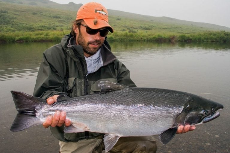 Coho Salmon