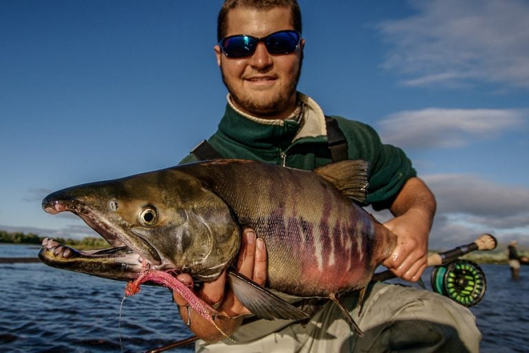 Customer on sunny day holding a nice Chum Salmon fromGoodnews River Alaska