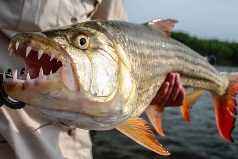 Fly Fishing for Monster Tigerfish