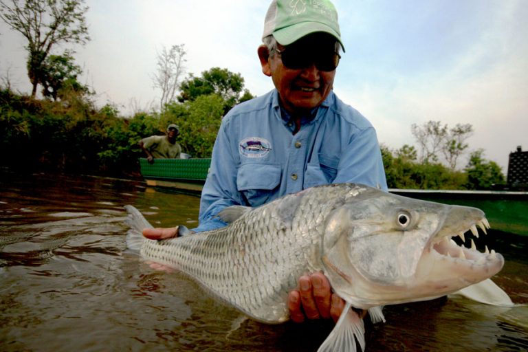angler in blue shirt holding a large Tigerfish