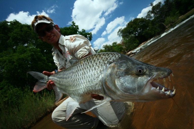 man presenting large Tigerfish to camera