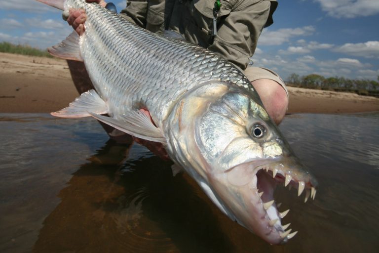fisherman holding Tigerfish with huge teeth