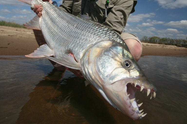 fisherman holding Tigerfish with huge teeth