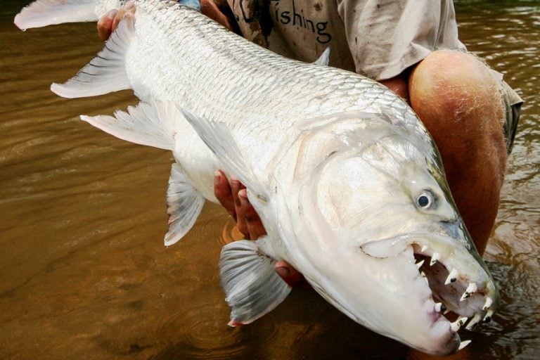 Fly Fishing for Monster Tigerfish