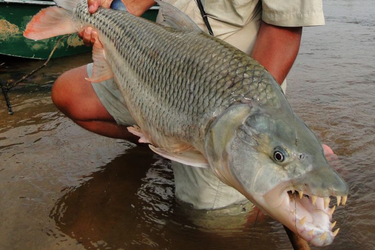 Fly Fishing for Monster Tigerfish