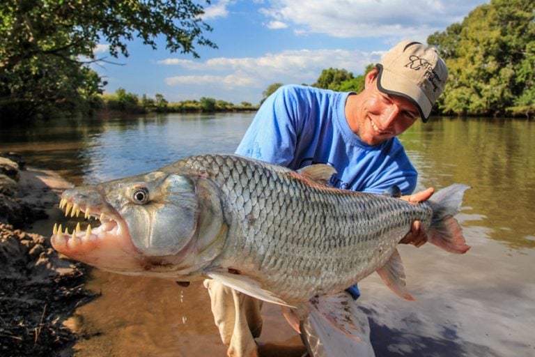 Angler holding giant Tigerfish in Africa