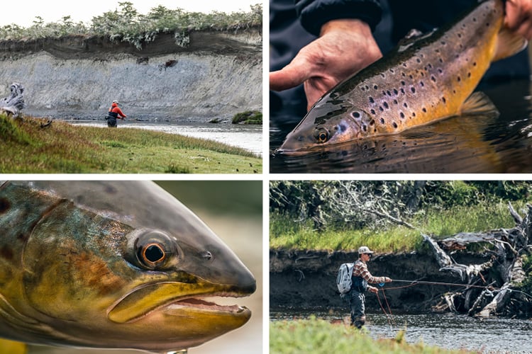 Brown trout caught at Glenncross