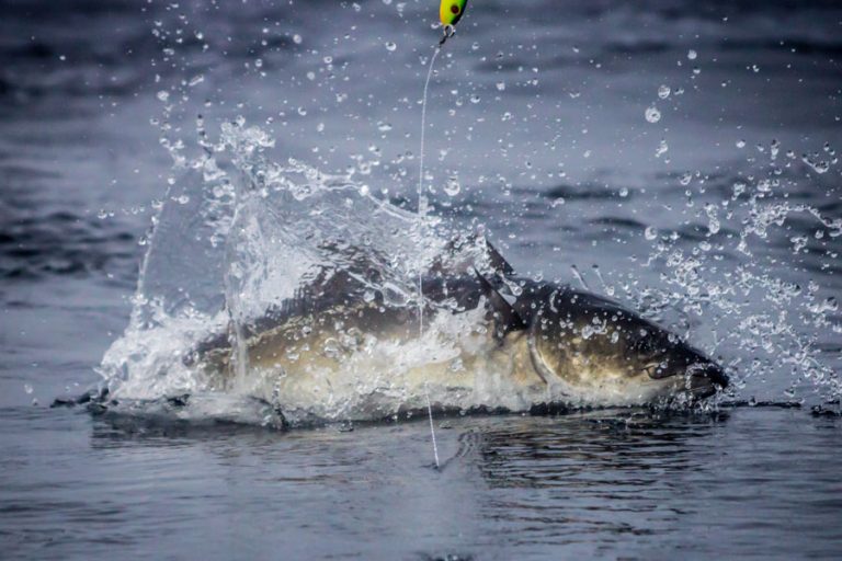 Hosted Fishing Å Norway