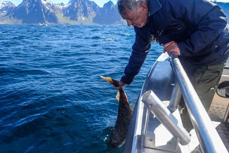 Halibut & Coalfish Fishing Norway