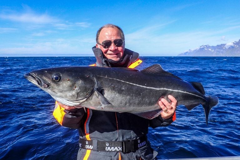 Halibut & Coalfish Fishing Norway