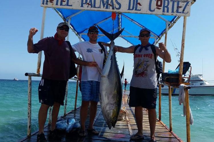Big Yellowfin Tuna Report From Mexico