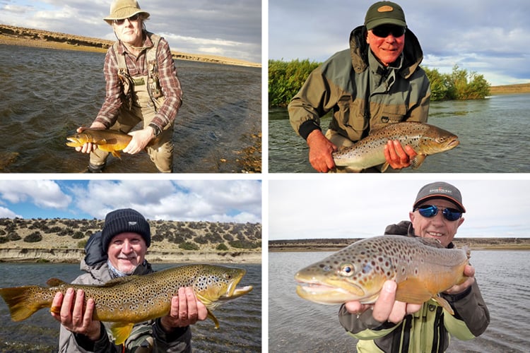 Brown trout caught on dry flies